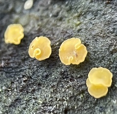 Calycina claroflava