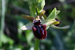 Ophrys sphegodes atrata