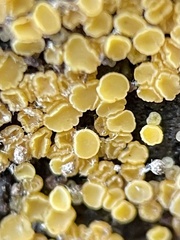 Calycina claroflava