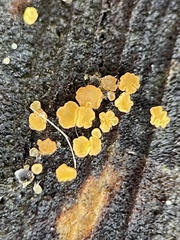 Calycina claroflava