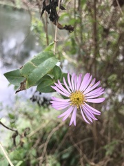 Ampelaster carolinianus