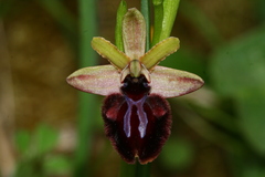 Ophrys sphegodes atrata