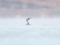 Phalacrocorax carbo