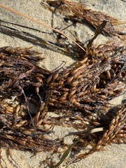 Sargassum horneri