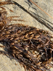 Sargassum horneri