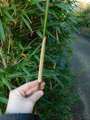 Pseudosasa japonica