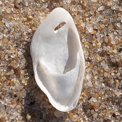 Crepidula plana