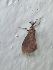 Cryptothelea gloverii