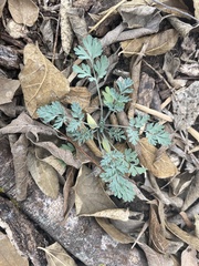 Corydalis