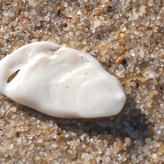 Crepidula plana