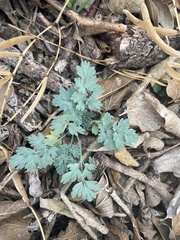 Corydalis