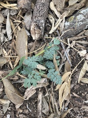 Corydalis