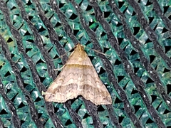 Phalaenophana pyramusalis