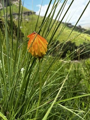 Kniphofia uvaria