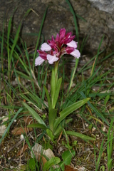 Anacamptis papilionacea grandiflora