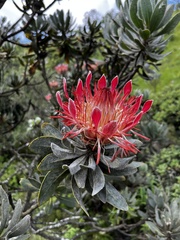 Protea roupelliae roupelliae