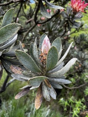 Protea roupelliae roupelliae