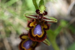 Ophrys speculum