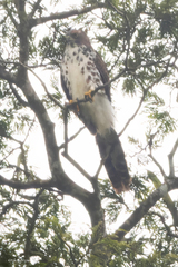 Urotriorchis macrourus