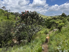 Protea roupelliae roupelliae