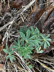 Lupinus rivularis
