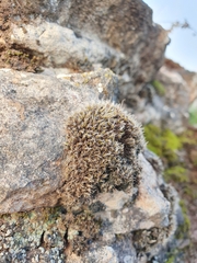 Grimmia decipiens