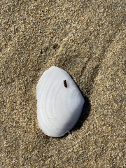 Rexithaerus secta