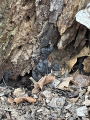 Sordariomycetes