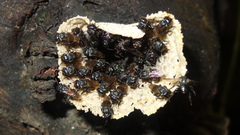 Scaptotrigona mexicana