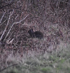 Oryctolagus cuniculus