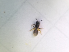 Lasioglossum imitatum