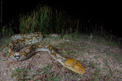 Malayopython reticulatus