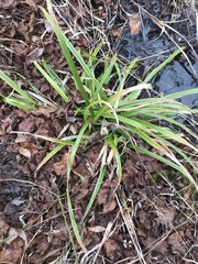 Carex folliculata