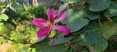 Bauhinia