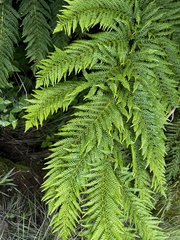 Cyathea dregei