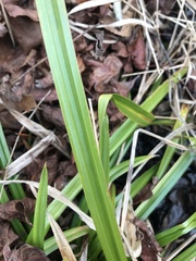 Carex folliculata