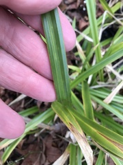 Carex folliculata