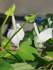Thunbergia fragrans