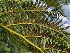 Cyathea dregei