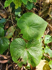 Piper umbellatum
