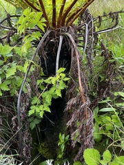 Cyathea dregei