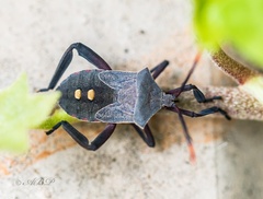 Anoplocnemis curvipes
