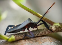 Anoplocnemis curvipes