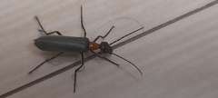 Lydomorphus