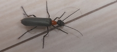 Lydomorphus