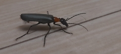 Lydomorphus