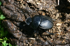 Scarabaeus laticollis