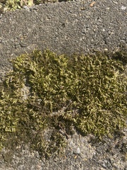 Callicladium imponens