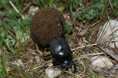 Scarabaeus laticollis