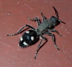 Dolichomutilla heterodonta